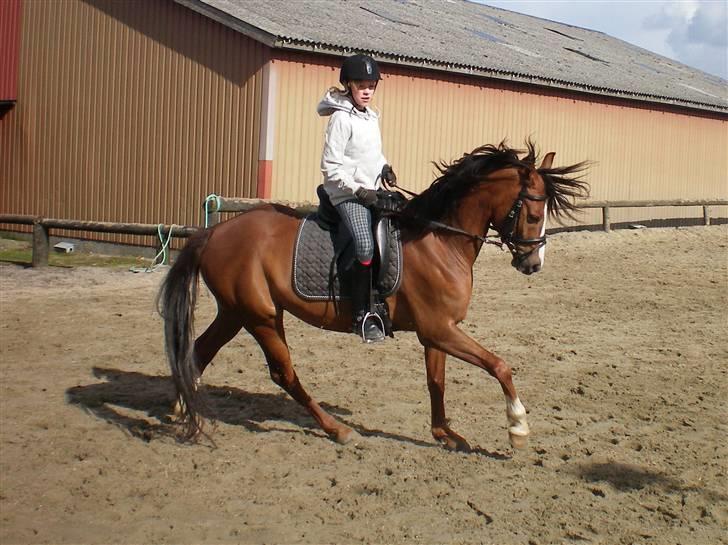 DSP Sønderlund Sharon - Galop, galop. d. 17 marts-08. Mor er fotograf iiiiiigen;D! billede 20