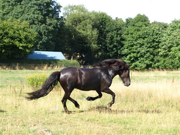 Islænder Pipar fra Gl. Ladegård 2 - Pipar i galop [taget af mig] billede 15