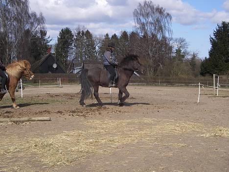 Islænder Pipar fra Gl. Ladegård 2 -  endelig kom min mor op på Pipar, haha  :D[taget af min mig] billede 16