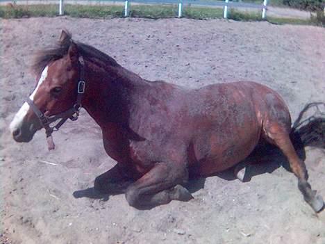 Anden særlig race Cognac R.I.P - Ren pony ;-) billede 13