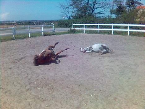 Anden særlig race Cognac R.I.P - Cognac og Hubbi der hygger billede 14