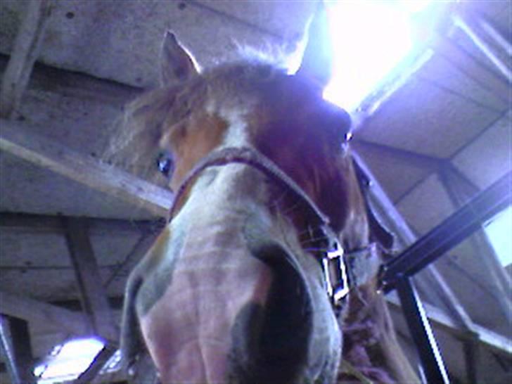 Anden særlig race Cognac R.I.P - Du bliver aldrig glemt! billede 15