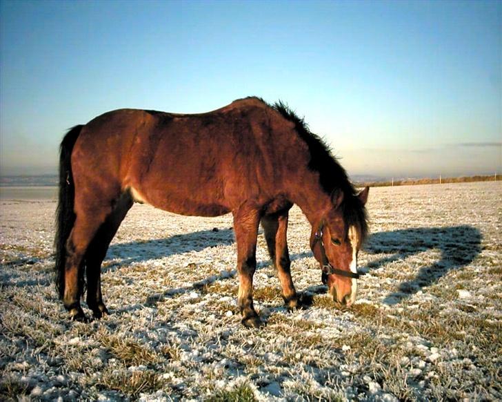 Anden særlig race Cognac R.I.P - Jeg savner dig basse :( billede 16