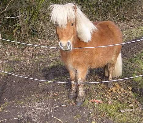 Shetlænder Henry billede 4