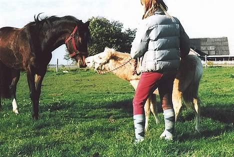 DSP Lintrupgaards Sakira - Hilser lige på Tatoo billede 12