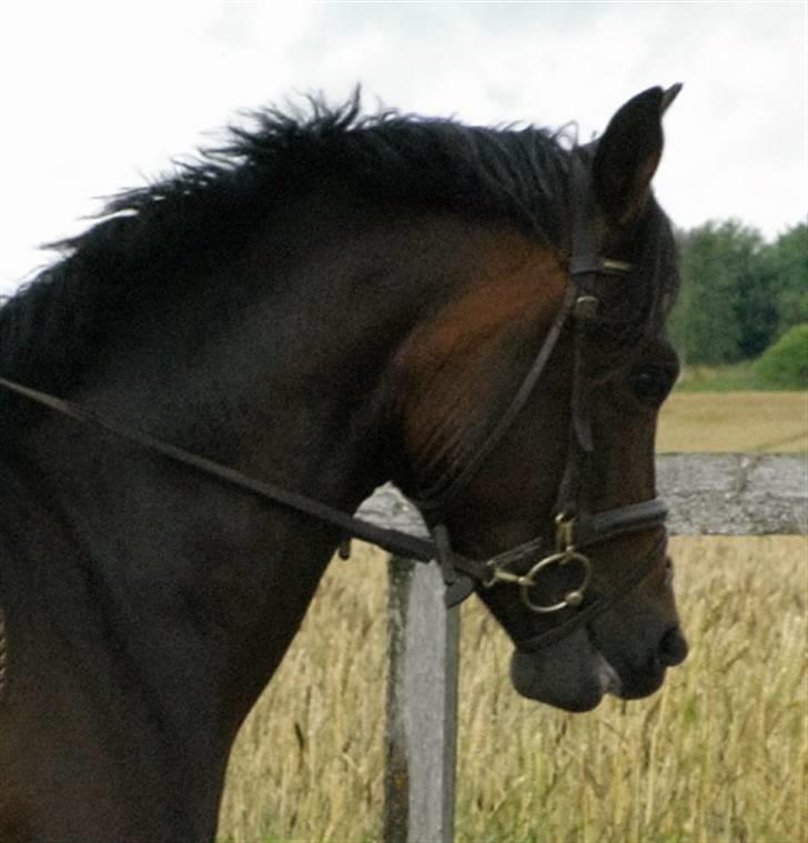 DSP Lintrupgaards Sakira - Sakiras kønne hoved. billede 13