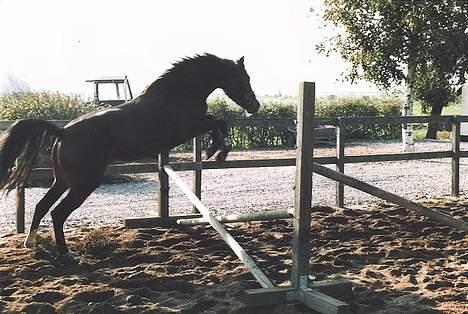 DSP Lintrupgaards Sakira - Springe kan hun os billede 14