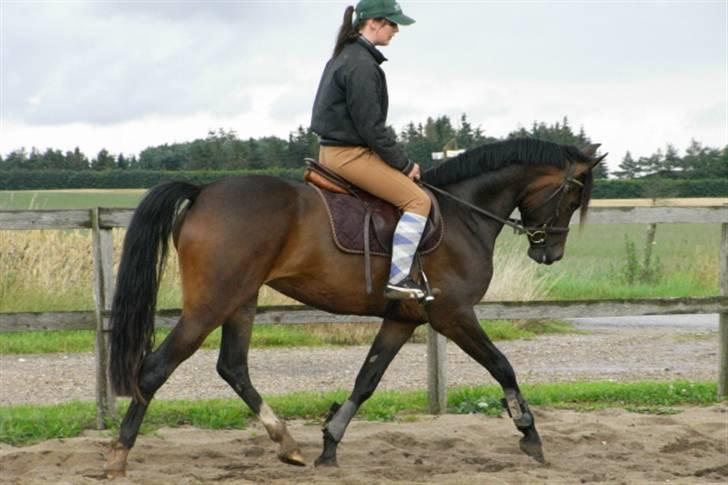 DSP Lintrupgaards Sakira billede 15