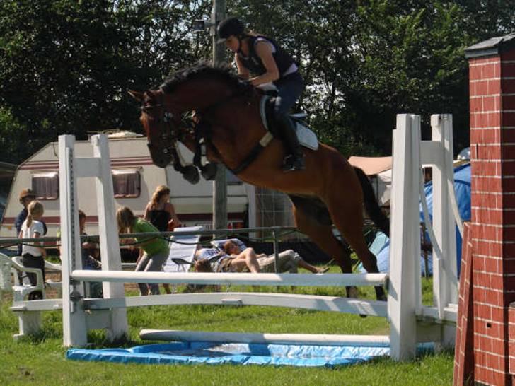 Hannoveraner Hovvejens Avila (Solgt) - Det kalder man vist at overspring.. ;) billede 11