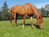 Arabisk fuldblod (OX) BS Miraculix OX