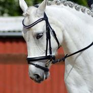 Anden særlig race Magic Latoya