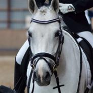 Anden særlig race Magic Latoya