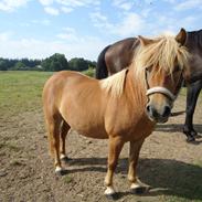 Shetlænder Søndergaards Mille