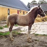 Irish Cob Royal Silver Of Romany Vanner