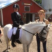 Welsh Mountain (sec A) stald halds Pippi <3<3<3