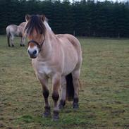 Fjordhest Overgårds Zeus