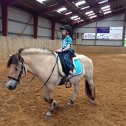 Fjordhest Overgårds Zeus