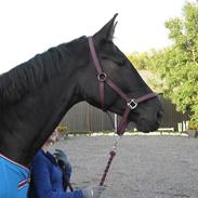 Pinto Horsebjerg Wizard