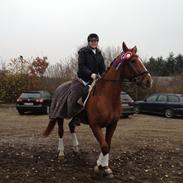 Hollandsk Varmblod neo classico R.I.P