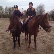 New Forest (sonne) Quezon