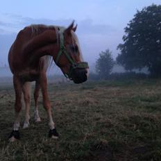 Anden særlig race Whiskey