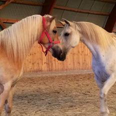 Lusitano Vento