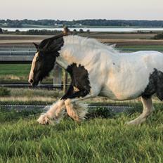Tinker Lady Harmonie
