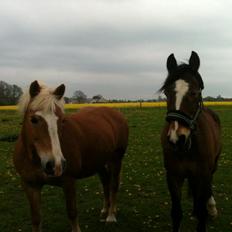 Anden særlig race Monty(Hannibal)