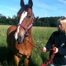 Anden særlig race Monty(Hannibal)