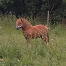 Shetlænder Dalviggårds Sheriff