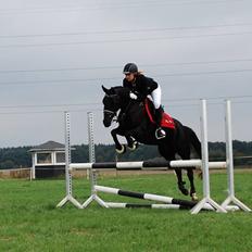Welsh Partbred (Sec F) Laibek's Olympic