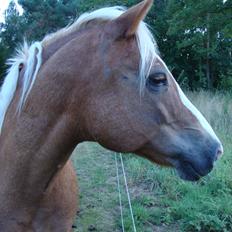 Palomino Savannah