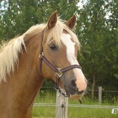Palomino Savannah
