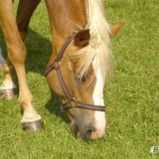 Palomino Savannah