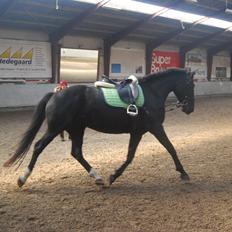 Anden særlig race Magic