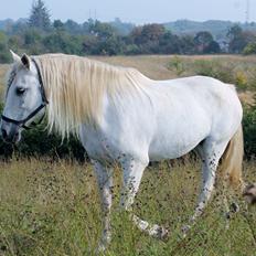 Pura Raza Española pregonera XIV