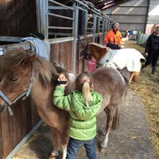 Pinto Hornbecks maximus