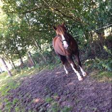 Anden særlig race Senthor