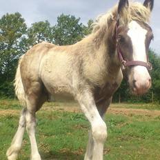 Irish Cob Royal Silver Of Romany Vanner