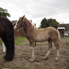 Irish Cob Royal Silver Of Romany Vanner