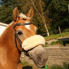 Haflinger Carola af lille Rosenlund