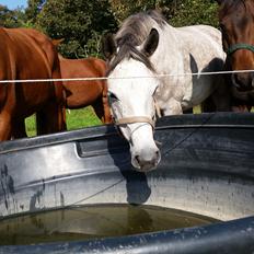 Tysk Sportspony Tai Tonico
