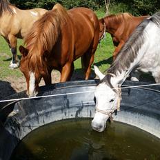 Tysk Sportspony Tai Tonico