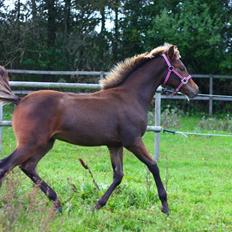 New Forest Calandias Avatar