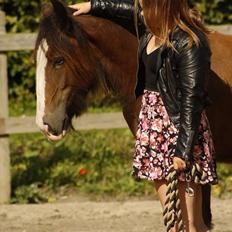 Irish Cob Zooey 