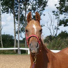 Arabisk fuldblod (OX) Mihrabs Beauty