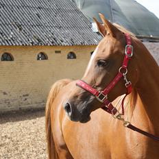 Arabisk fuldblod (OX) Mihrabs Beauty