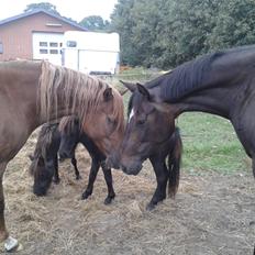 Dansk Varmblod Miss Light