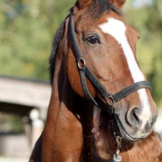 Holstener Armageddon