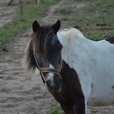 Shetlænder Karoline (Pony)